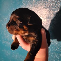 Rottweiler Puppies from C & J Rottweilers