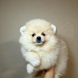 Theo - Cream male Pomeranian puppy in Phoenix, Arizona from Luxpomz
