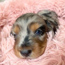 Bean - Dapple female Dachshund puppy in Trenton, Florida from Tweenie Weenie Dachshunds
