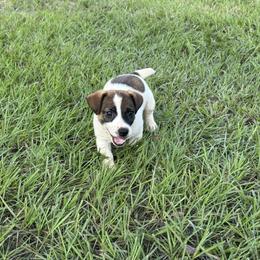 Buddy - White and tan male Russell Terrier puppy in Ocala, Florida from Rivermont Farm