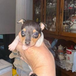 Riley pup 1 - White black and tan female Toy Fox Terrier puppy in Clermont, Florida from Debbie Hiles's Toy Fox Terriers