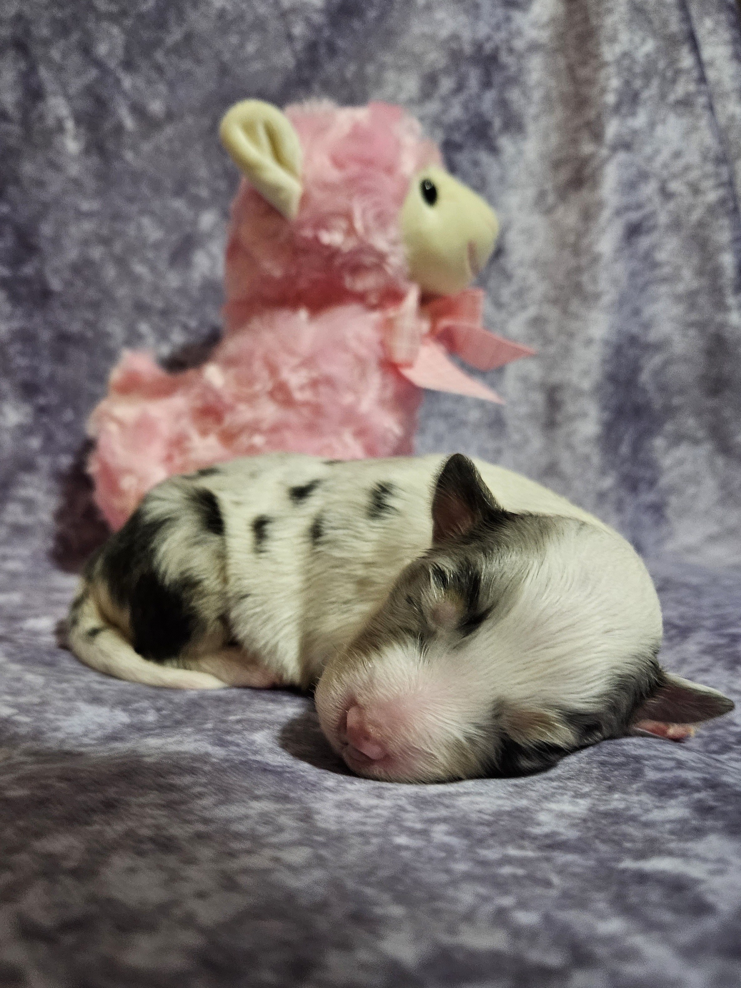 Shetland Sheepdog Puppies from Henotic Homestead's Shetland Sheepdogs