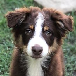 Miniature Australian Shepherds from J&C Mini Aussies