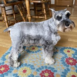 Bailey - Miniature Schnauzer