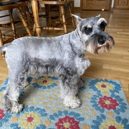 Bailey - Miniature Schnauzer