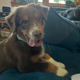 Australian Shepherd Puppies from Quiet Cove Kennels