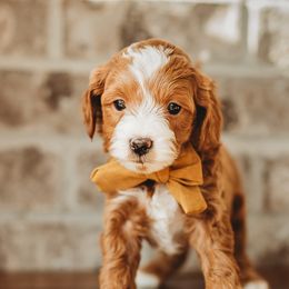 Goldendoodles from Fitzy Doodles of Alabama