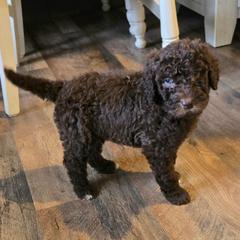 Floppsy - female Newfypoo puppy in Mckenzie, Tennessee from Small Town Doodles & Poodles