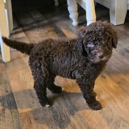 Floppsy - female Newfypoo puppy in Mckenzie, Tennessee from Small Town Doodles & Poodles