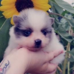 French Bulldog and Pomeranian Puppies from Purrs N Poms