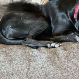 Digger - Catahoula Leopard Dog