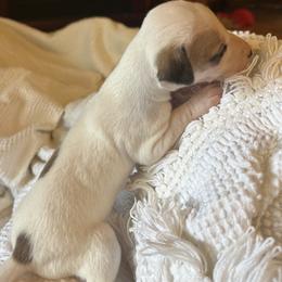 Valentine - White and fawn female Whippet puppy in Oneida, Tennessee from Saving Grace