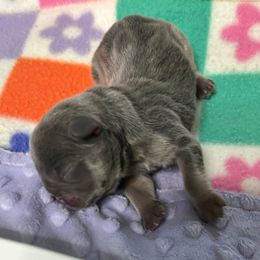 Cooper - Blue male French Bulldog puppy in Peru, Indiana from Angie's Little Bostons And Frenchies