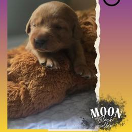 Black Collar - Moon - Yellow male Labrador Retriever puppy in Sumerduck, Virginia from Cedar Mountain Retrievers
