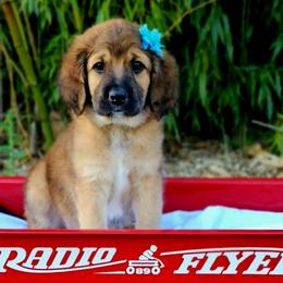 Edith - Sable female Saint Berdoodle puppy in Battle Ground, Washington from Mad Hatter Farms Saint Berdoodles