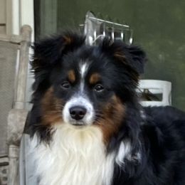 Rip - Toy Australian Shepherd