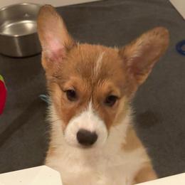 Black Collar - Sable male Pembroke Welsh Corgi puppy in Nevada, Iowa from Rogers AKC Corgis of Iowa.