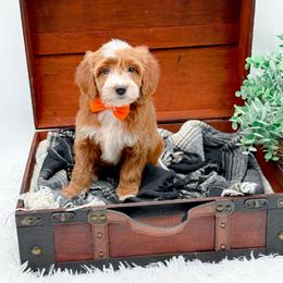 Kona - Red  male Goldendoodle puppy in North Carolina from NC Doodle Puppies