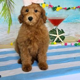Gracie's Light Pink Girl - Red  female Goldendoodle puppy in Kountze, Texas from Texas Doodles LLC