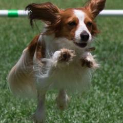 Irish Water Spaniels and Nederlandse Kooikerhondjes from Madcap
