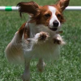 Irish Water Spaniels and Nederlandse Kooikerhondjes from Madcap
