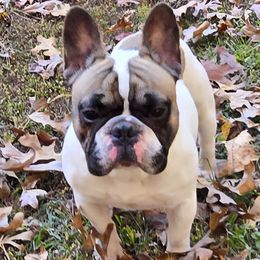 French Bulldog puppies from Alcide kennels