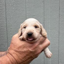 Ned Nederlander (Three Amigos) - Dapple male Dachshund puppy in Knoxville, Tennessee from Over The Moon Minis