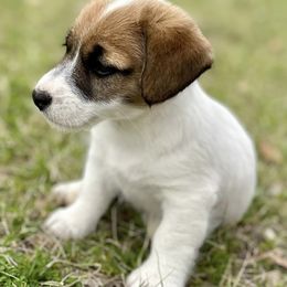 Jack Russell Terriers from JBar Jacks