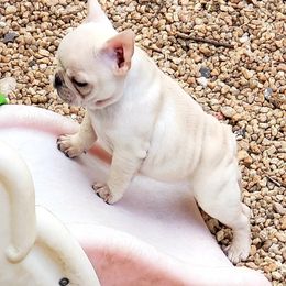French Bulldog Puppies from BigStar French Bulldogs