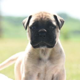 Banks - Fawn male Bullmastiff puppy in Chickasha, Oklahoma from Rustic Lace
