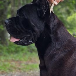 AKC CH Panda - Cane Corso