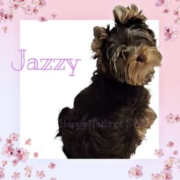 Jazzy - Yorkshire Terrier