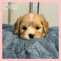 Ollie - Ruby male Cavachon puppy in Smoot, Wyoming from Designer Mountain Mutts