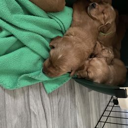 Golden Retriever Puppies from Up Beat Golden's