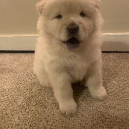 Chow Chow Puppies from Darling Chows