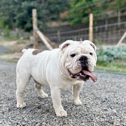 Lewis - Bulldog