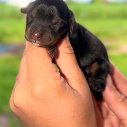 Anne - Black and tan female Dachshund puppy in Conway, Missouri from Ozark Mountain Kennel