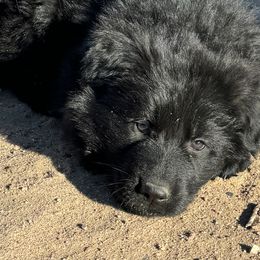 Yellow - Black German Shepherd puppy in Rio Rancho, New Mexico from Canis Empire GSD