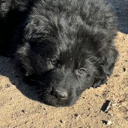 Yellow - Black German Shepherd puppy in Rio Rancho, New Mexico from Canis Empire GSD
