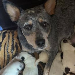 Australian Cattle Dogs from Ward Smokey Mountain Kennels