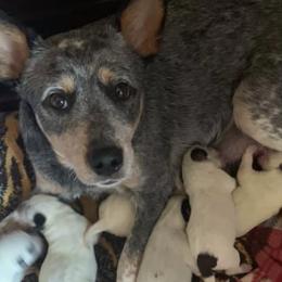 Australian Cattle Dogs from Ward Smokey Mountain Kennels