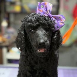 Girl 3 - Black female Poodle puppy in Upper Marlboro, Maryland from CURLS KENNEL