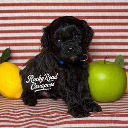 Spanky - Black male Cavapoo puppy in Nashville, Arkansas from Rocky Road Puppies