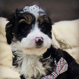 Gummybear - Black tri-color male Aussiedoodle puppy in Houston, Texas from Jomelkin Furry Pals