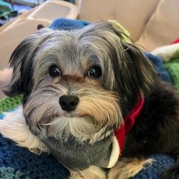 Maltese, Morkie, and Yorkshire Terrier All Grown Up from Little Paws Nursery