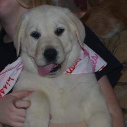 Beagle and Labrador Retriever Puppies from Badland Kennel