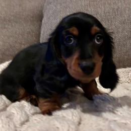 Slinky - Black and tan male Dachshund puppy in Mesa, Arizona from Ruby Desert Doxies