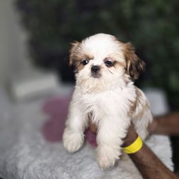 Nala - Tricolor female Shih Tzu puppy in Hialeah, Florida from Shih Tzu Miami