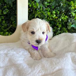 Kazoo - Wheaten male Miniature Schnauzer puppy in Hemet, California from Journee Home Mini Schnauzers