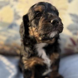 Bernedoodle Puppies from Loves legacy Doodles
